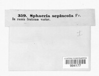 Saccothecium sepincola image